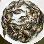 养殖活苗优惠榜 20款优惠养殖活苗产品推荐（淡水鱼苗）
