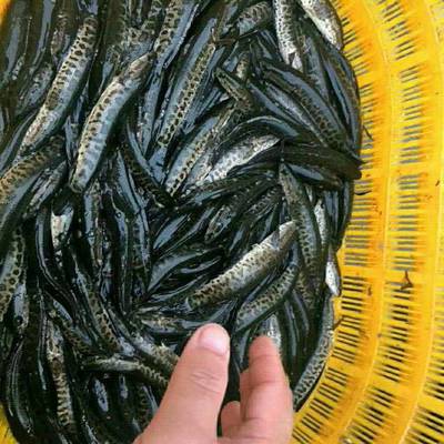 探索淡水鱼苗批发与养殖技术 打造高效水产养殖之路