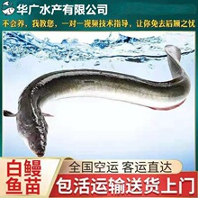 淡水鳗鱼苗养殖指南及淡水鱼苗繁育技术
