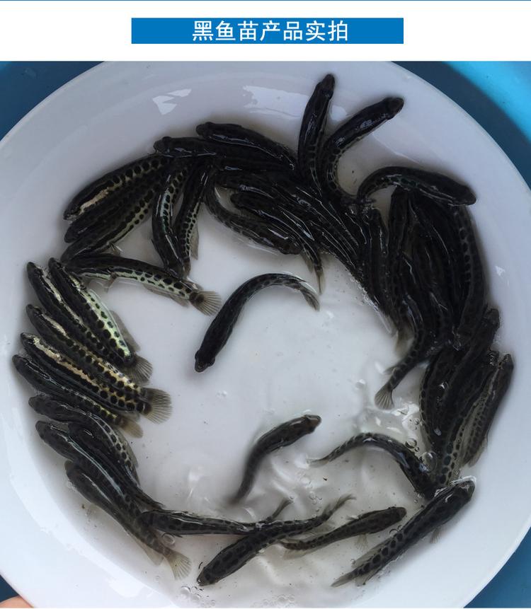 广东黑鱼苗批发 优质淡水生鱼苗活体供应，助力放生与养殖