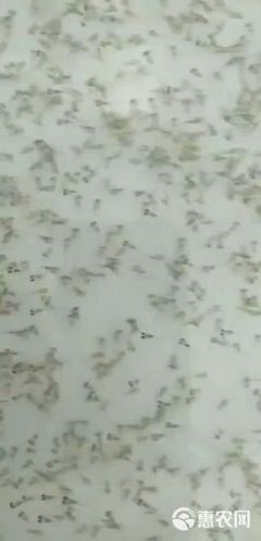 解密河虾养殖 第一代优质虾苗的选择与管理