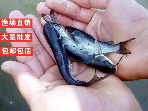 广东叉尾鱼苗批发 斑点叉尾鮰、金叉尾养殖市场与报价解析