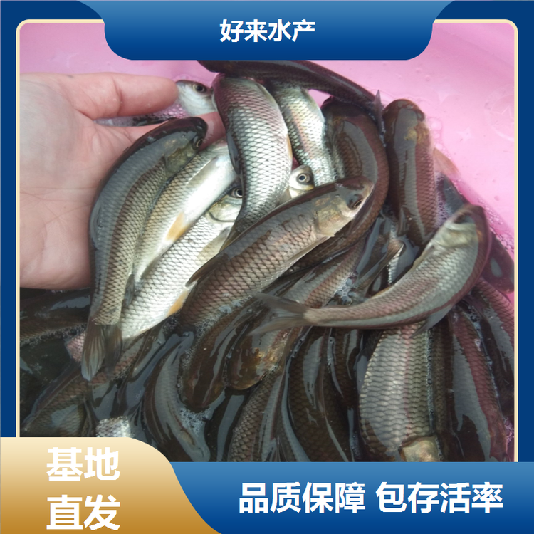 淡水鱼苗养殖指南 从选种到高效管理的全面解析