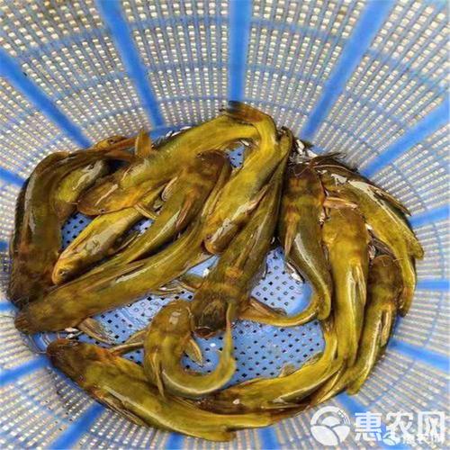 黄颡鱼苗养殖指南 从选苗到丰收的水产致富经
