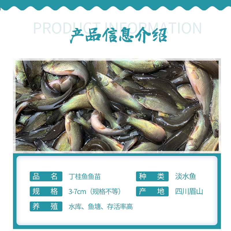 丁桂鱼苗养殖指南 冷水淡水鱼苗的饲料与养殖技巧