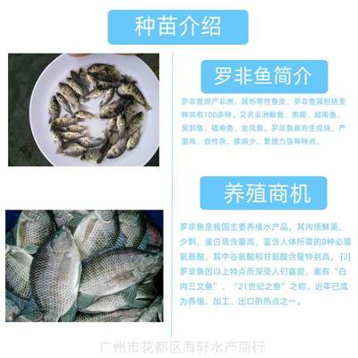 罗非鱼苗 淡水养殖 非洲鲫鱼苗 福寿鱼苗 海南单性全雄罗非鱼苗 广州渔场直发