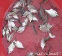 鲜活水产品 养殖鱼苗淡水鱼鲤鱼苗 青鱼苗 草鱼苗 鳊鱼苗 丁桂鱼苗等等