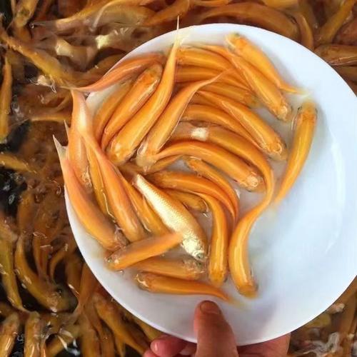 金丝草鱼苗黄金草鱼苗淡水养殖食用冷水红草鱼苗