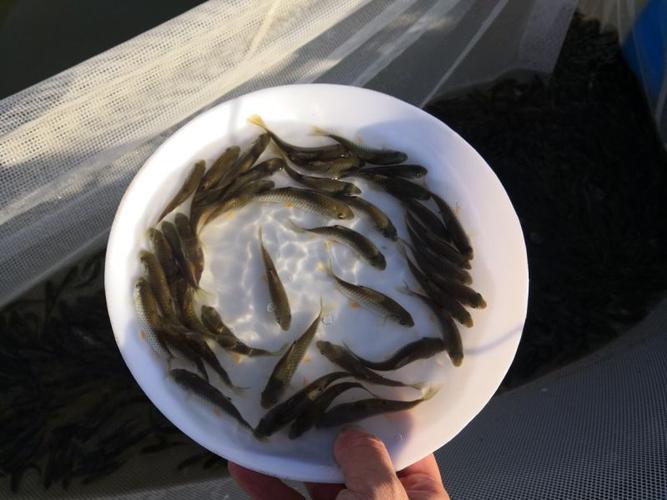 本合作社专业淡水鱼苗,淡水虾苗繁殖培育,长期提供各种淡水鱼苗批发