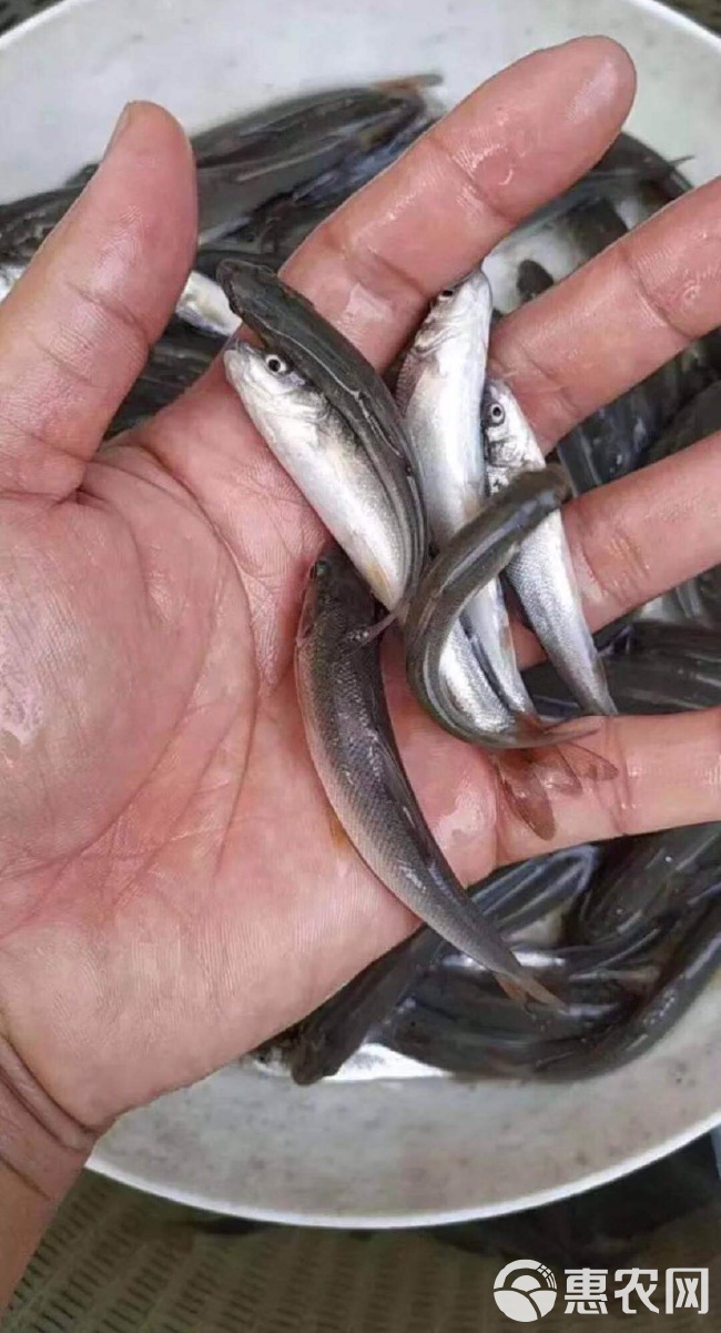 银鳕鱼苗
