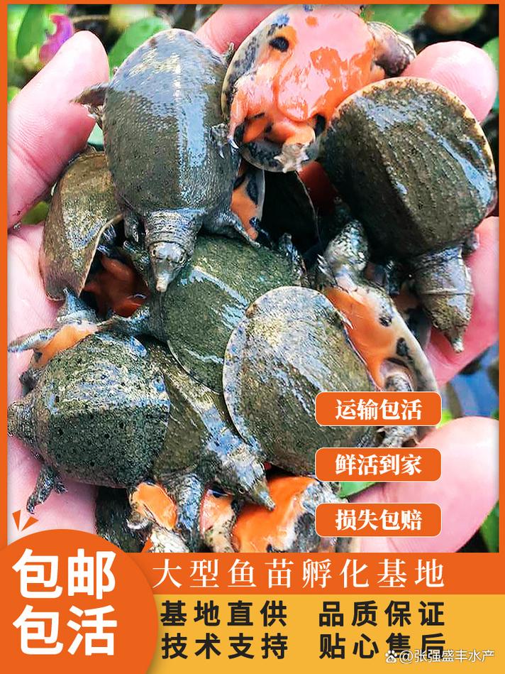 行业内诚信的淡水鱼苗批发品牌口碑推荐榜