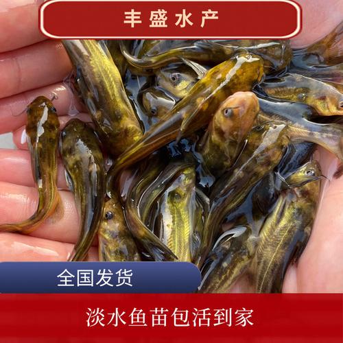 黄骨鱼苗养殖指南 从黄颡鱼到杂交黄鸭叫的淡水养殖全解析
