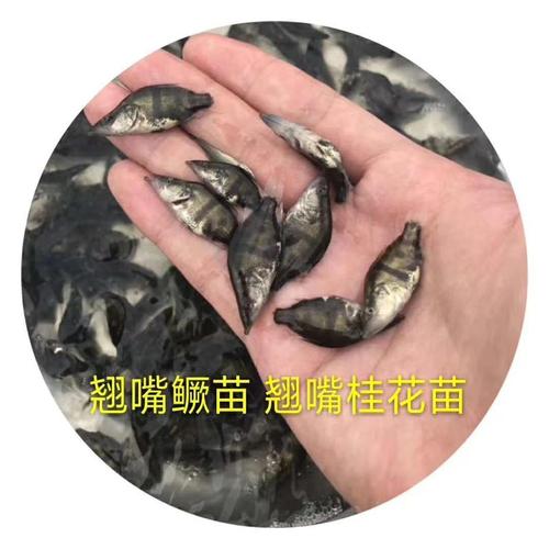 优质淡水名优鱼苗经营 助力水产养殖业高质量发展